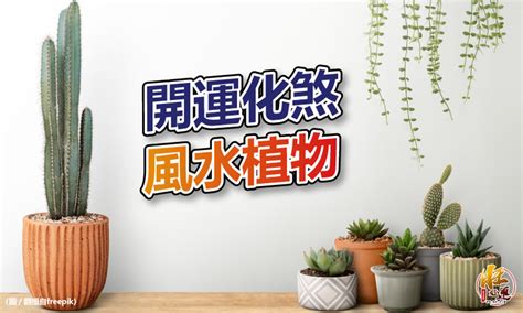 陽台擋煞植物|【風水特輯】化煞開運就靠它們！玄關、客廳、廚房、。